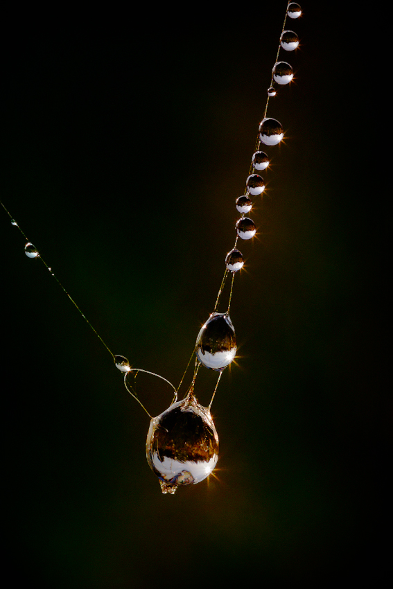 photo "***" tags: macro and close-up, 