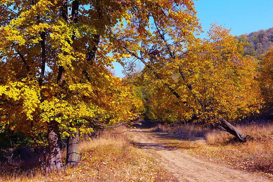 фото "Autumn in the forest" метки: пейзаж, forest, trees, осень