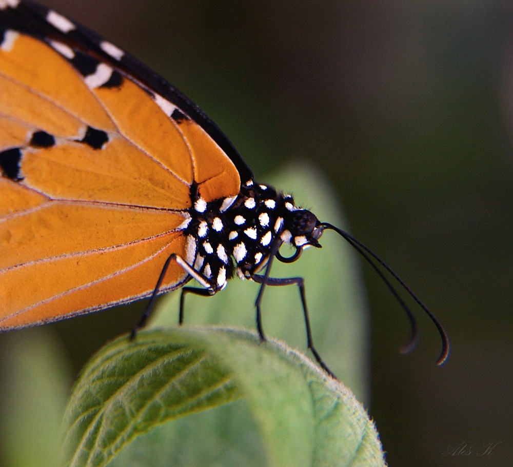 photo "Butterfly" tags: nature, 