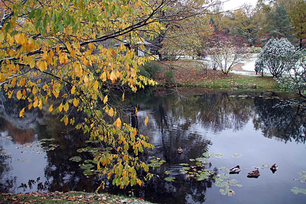 photo "***" tags: landscape, nature, autumn, японский сад