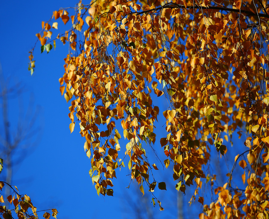 фото "Golden autumn." метки: природа, 