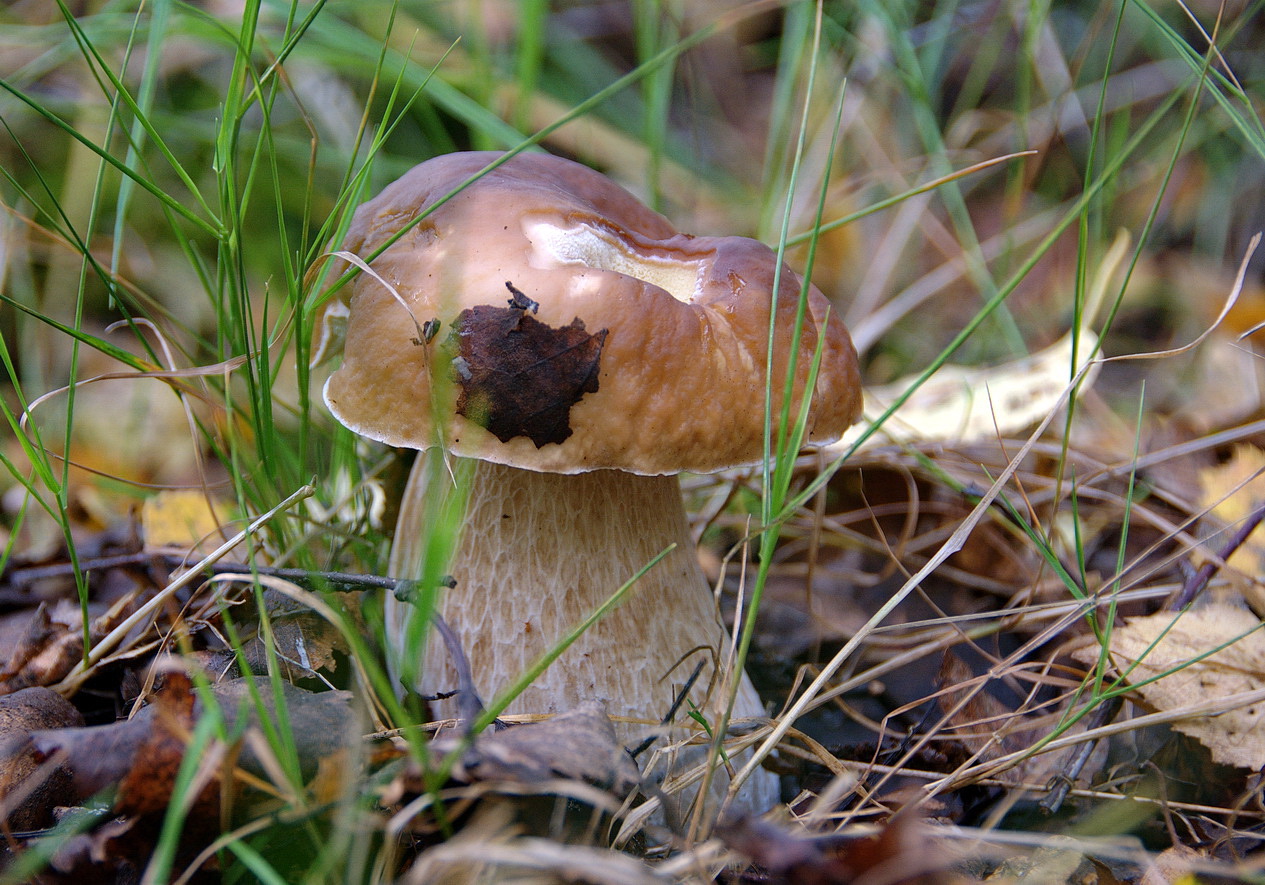 photo "***" tags: nature, 