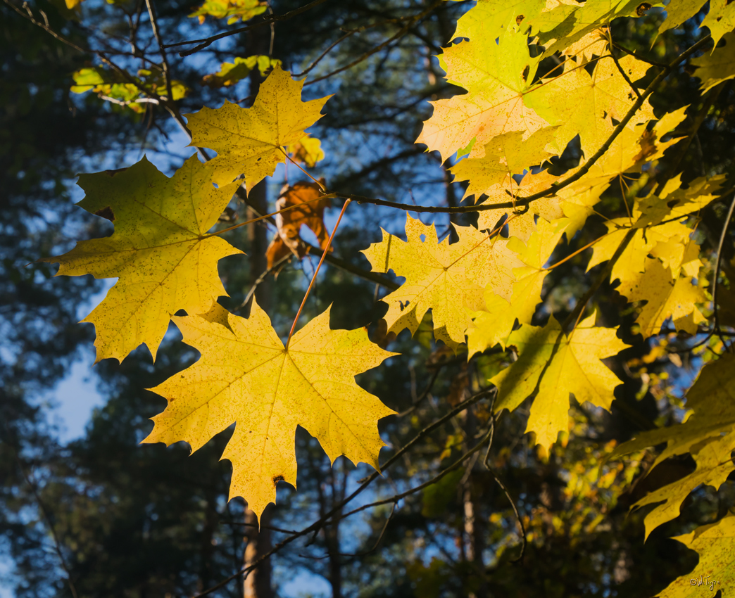 photo "***" tags: macro and close-up, autumn, forest