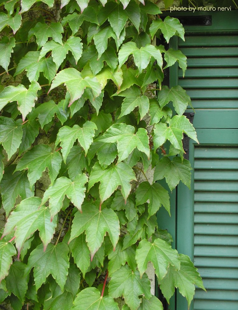 photo "corner in green" tags: nature, 