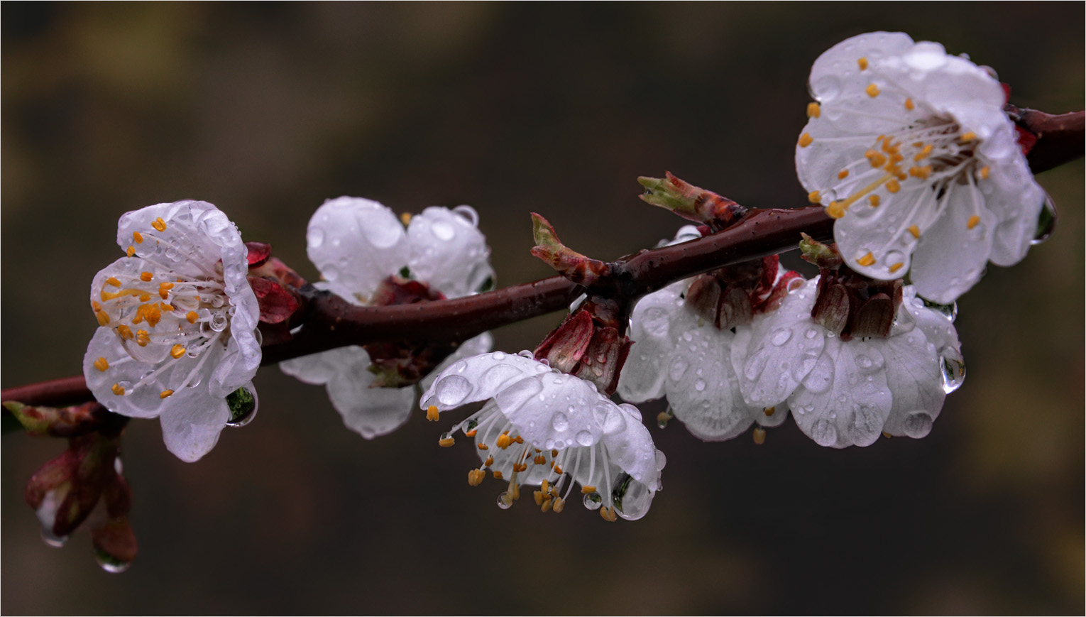 photo "When apricot blossoms (c)" tags: macro and close-up, flowers, абрикос, урюк