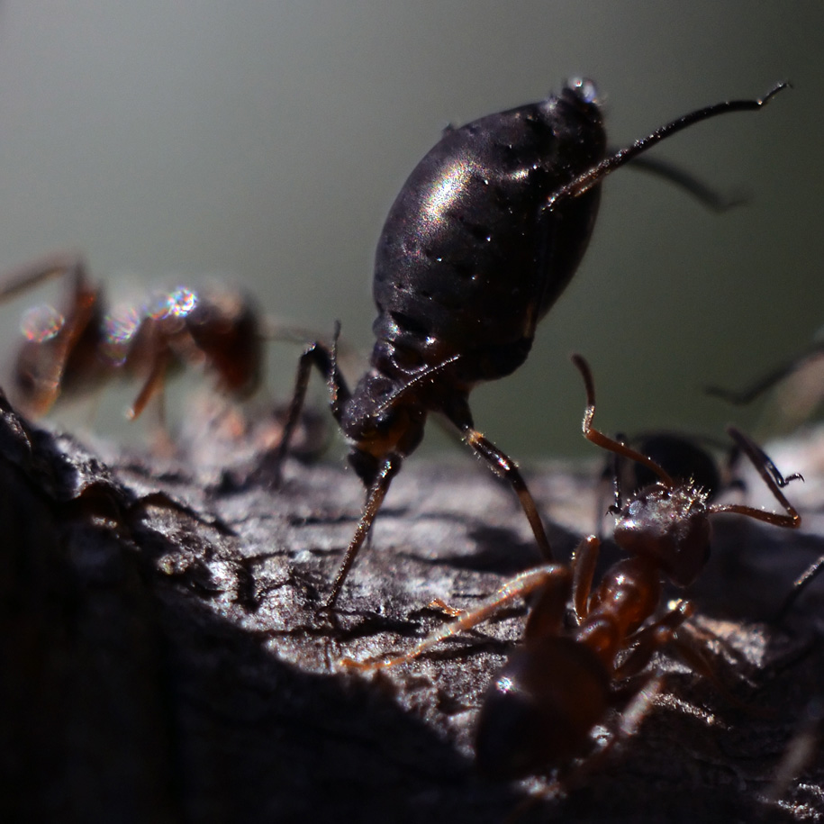 photo "Morning exercise" tags: macro and close-up, черная тля, черные муравьи