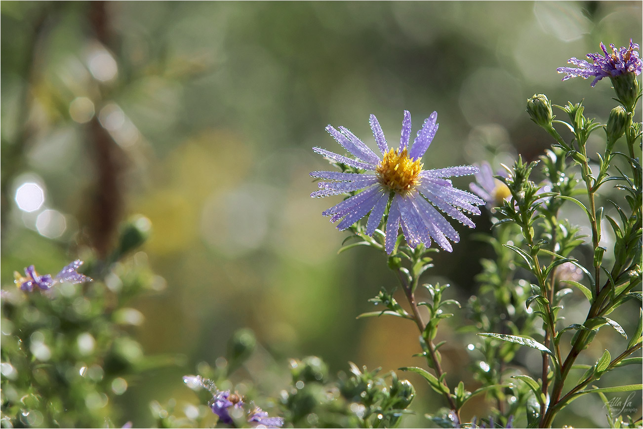 photo "***" tags: nature, macro and close-up, fragment, 