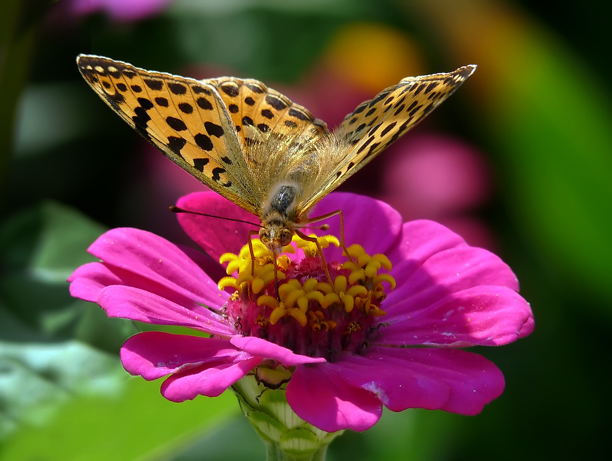 photo "***" tags: nature, macro and close-up, insect