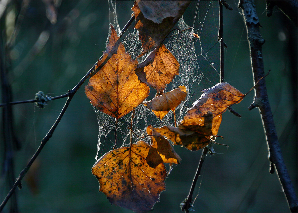 photo "Autumn picture" tags: nature, macro and close-up, 