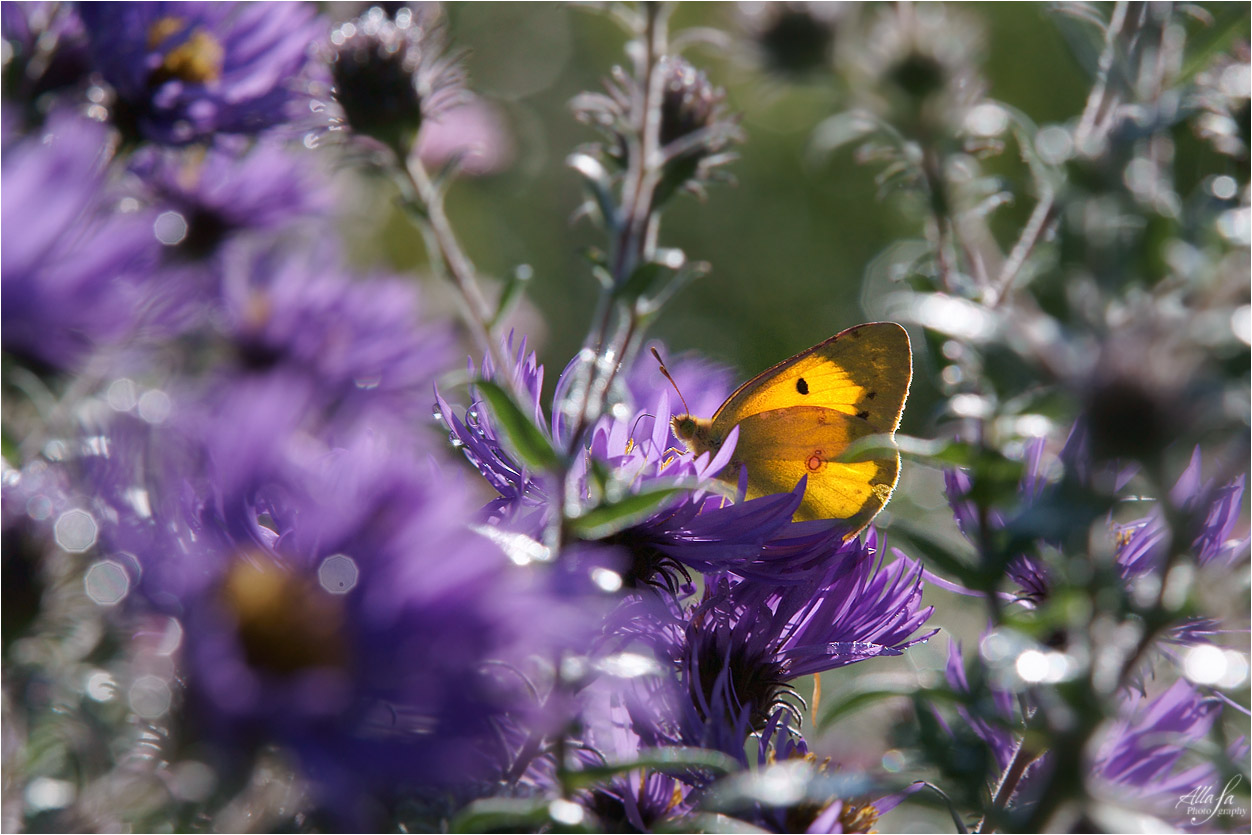 фото "Осенние подгляделки за бабочкой.." метки: природа, фрагмент, макро и крупный план, 