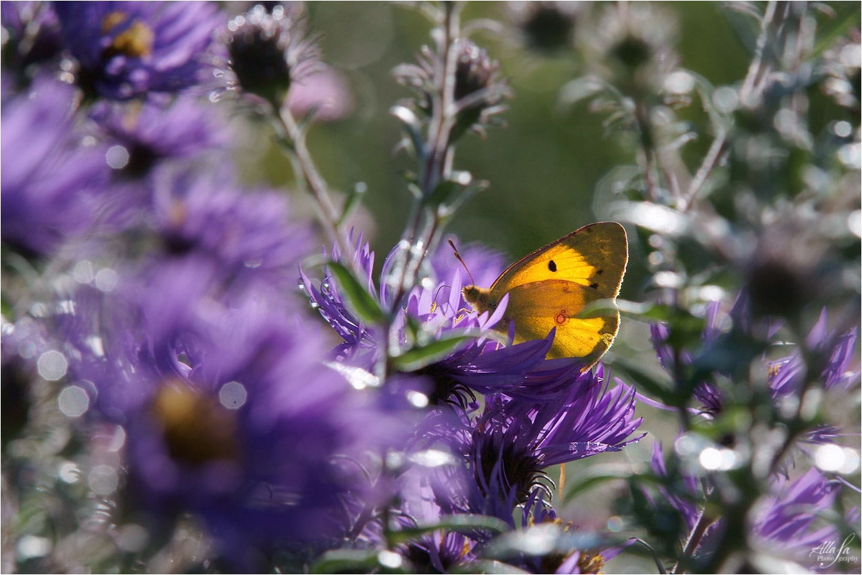 photo "***" tags: nature, fragment, macro and close-up, 