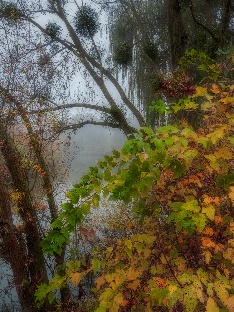фото "Когда осень в самом разгаре..." метки: природа, разное, деревья, ива, кусты, осень, парк, река, туман