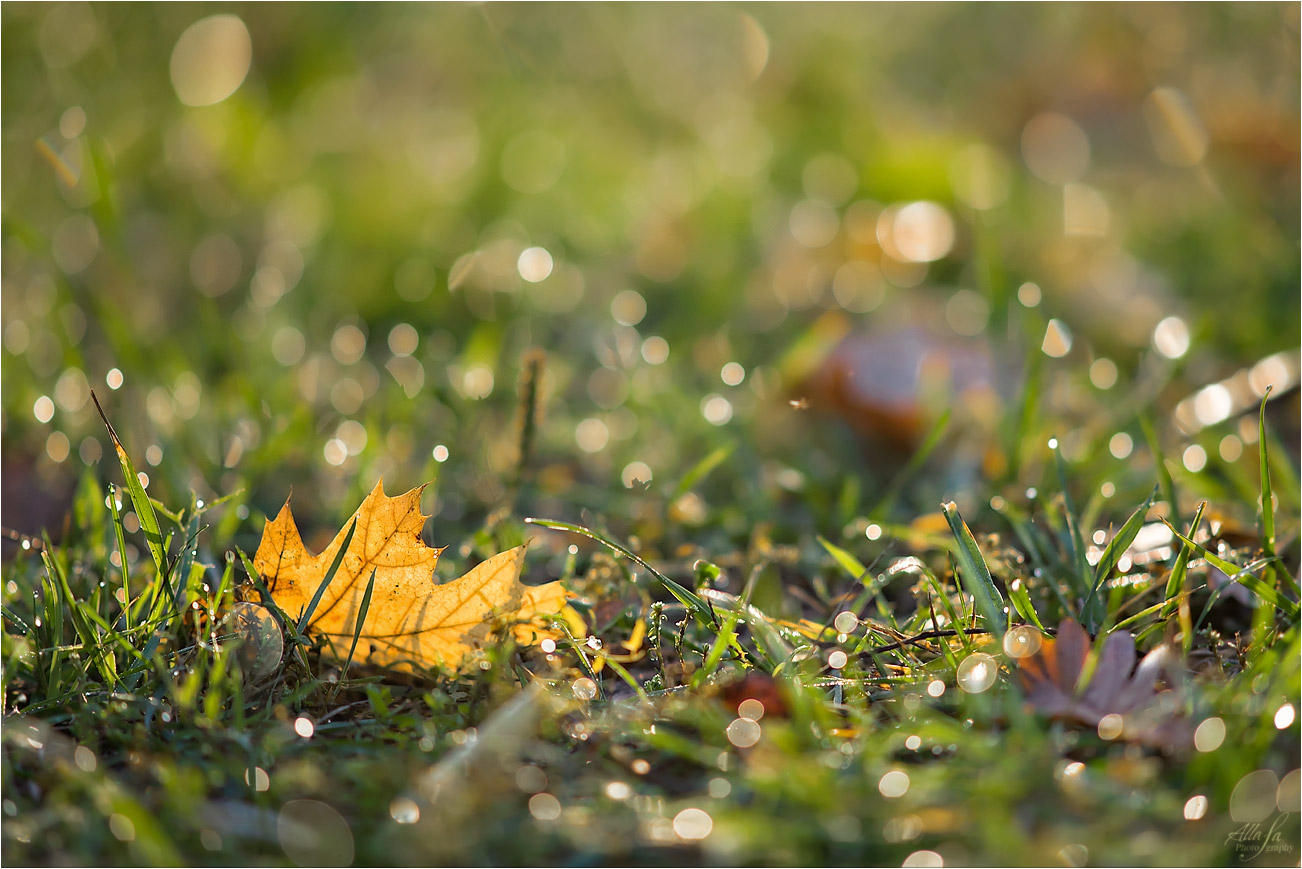 photo "***" tags: nature, fragment, macro and close-up, 