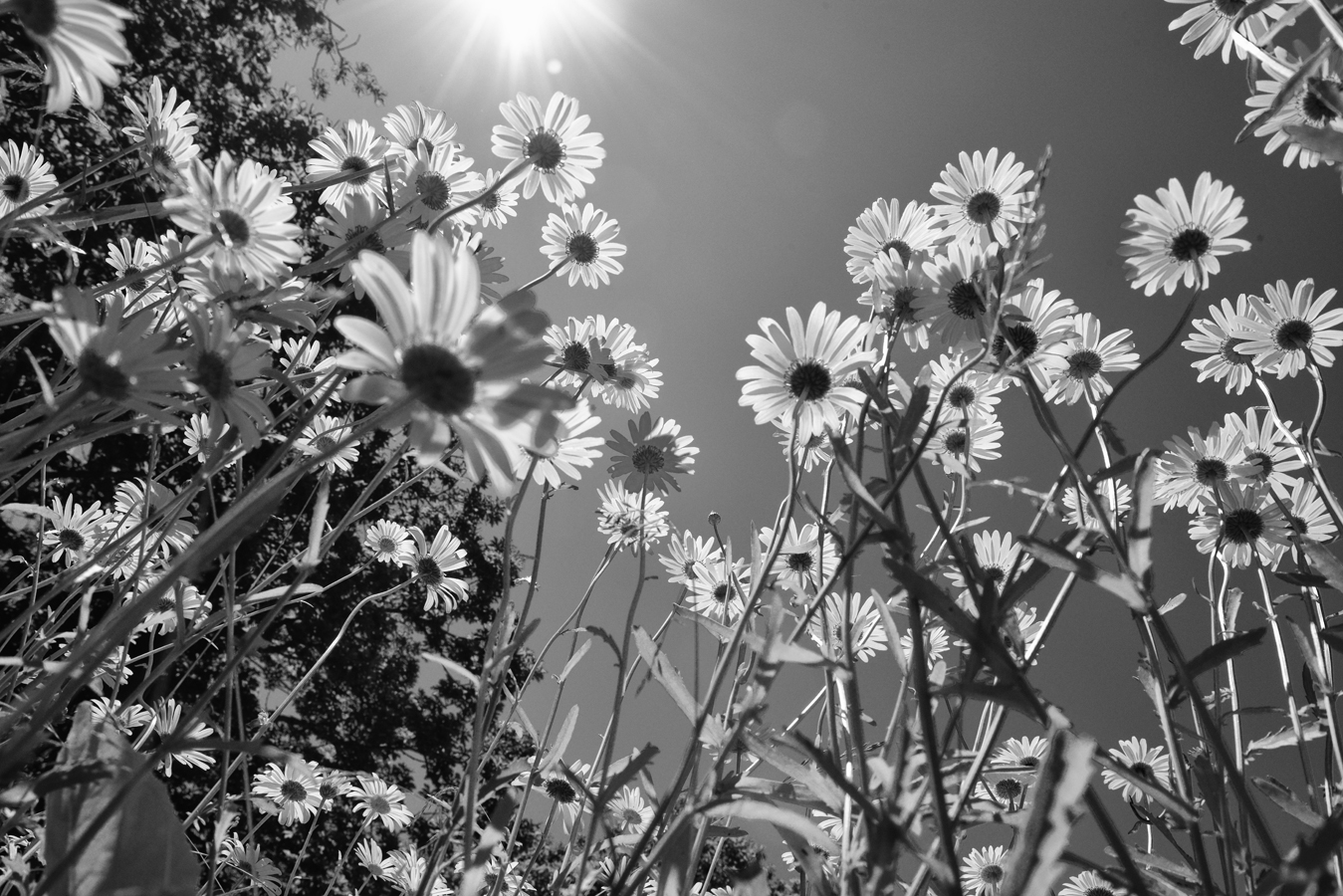 photo "***" tags: black&white, summer, Владивосток, июль, ромашки