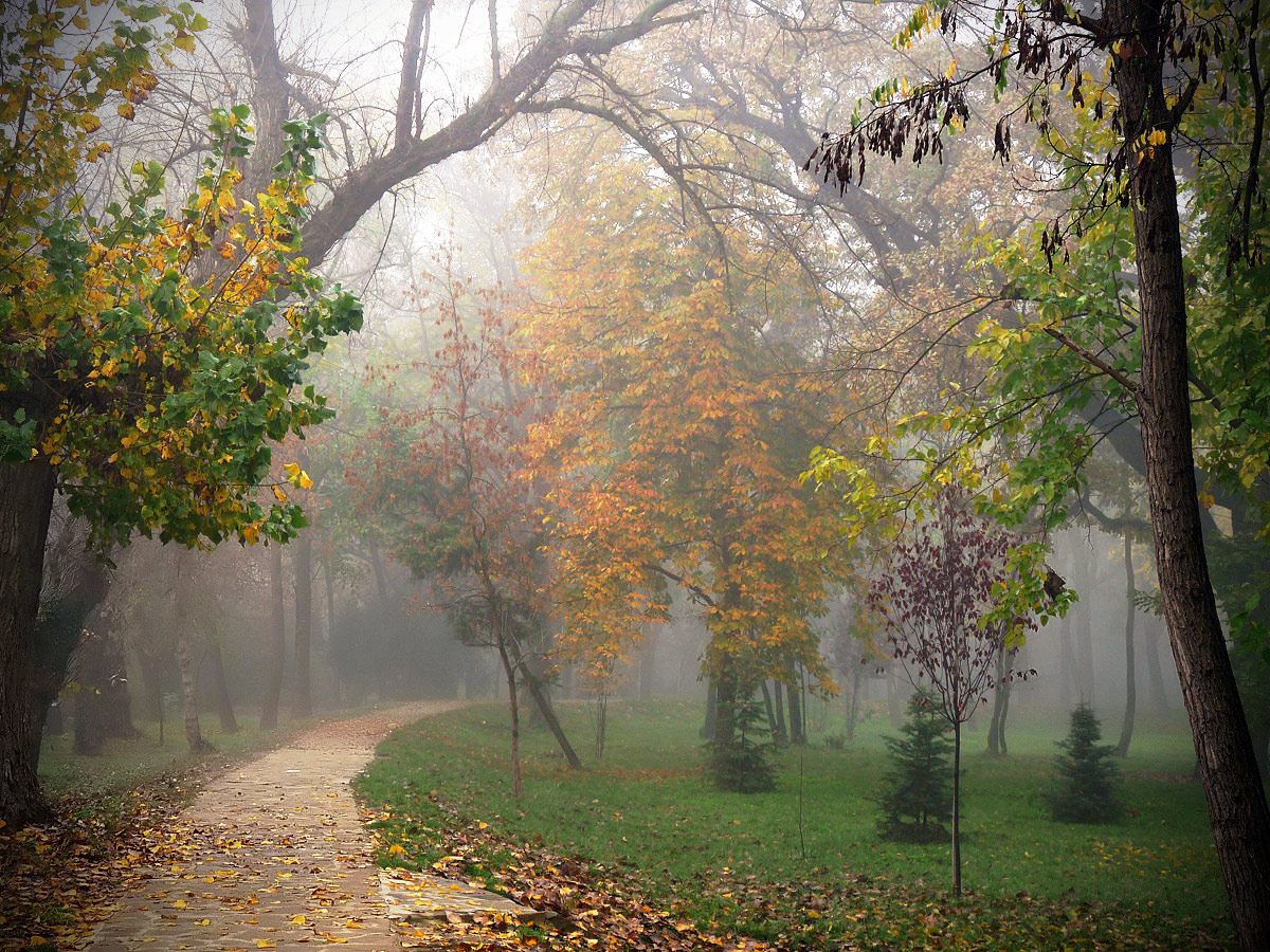 photo "***" tags: nature, fog