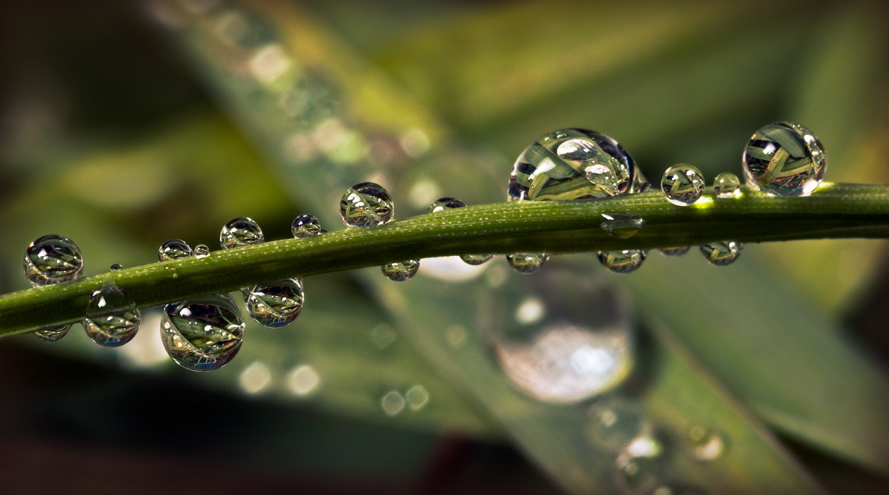 photo "***" tags: macro and close-up, 