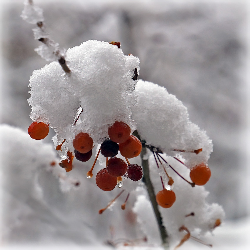 фото "Первый снег" метки: природа, макро и крупный план, снег, яблоки