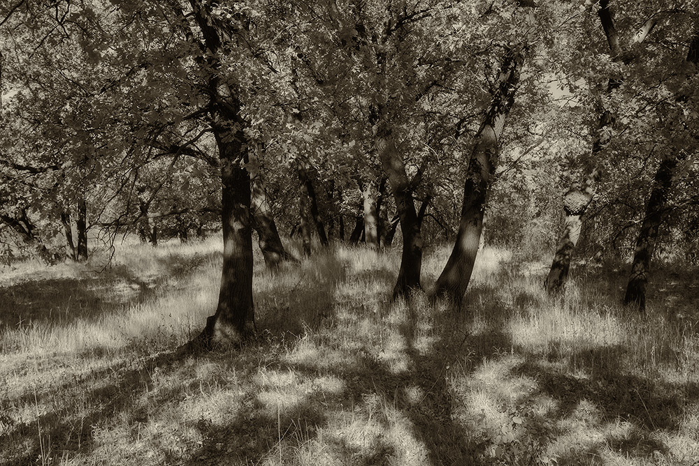 photo "***" tags: landscape, black&white, nature, 