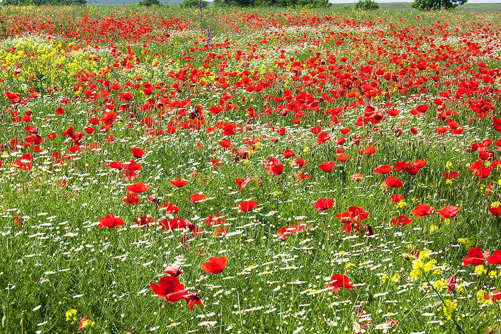 photo "***" tags: nature, field