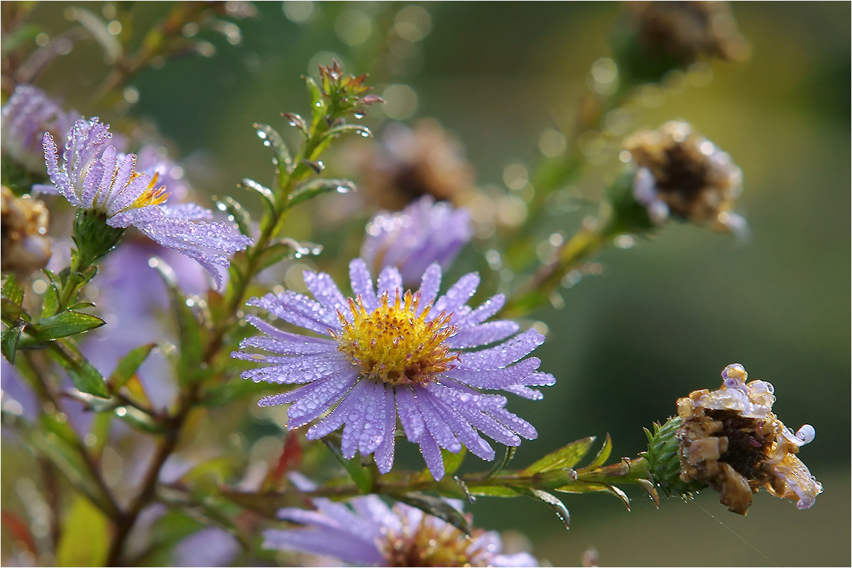 photo "***" tags: nature, macro and close-up, fragment, 