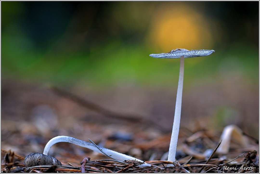 фото "***" метки: природа, макро и крупный план, 