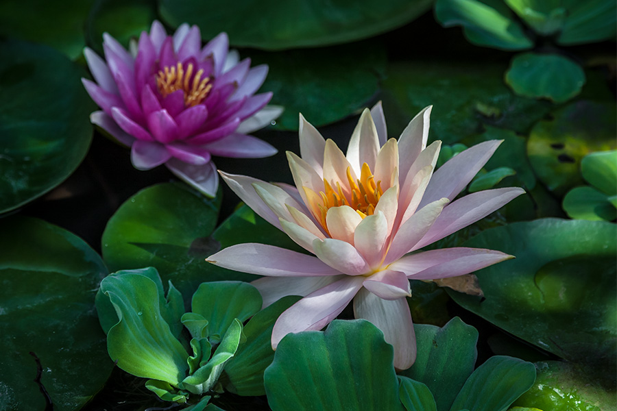 photo "***" tags: nature, flowers, summer, water