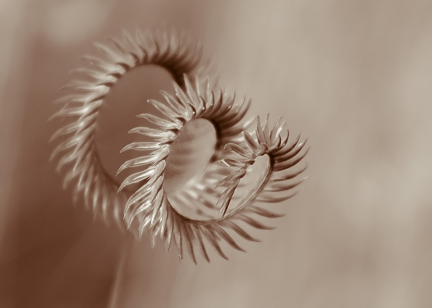 photo "***" tags: fragment, nature, macro and close-up, 