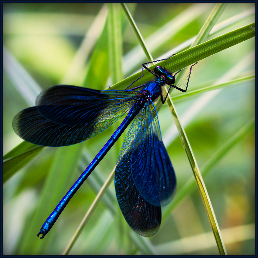 photo "***" tags: macro and close-up, 