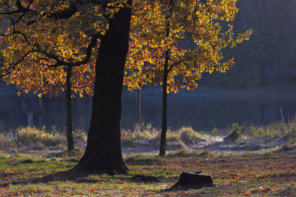 фото "Осень" метки: природа, осень