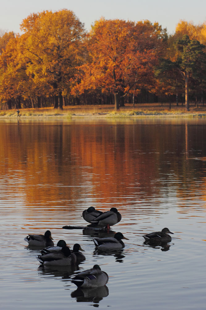 photo "***" tags: nature, autumn, water, wild animals