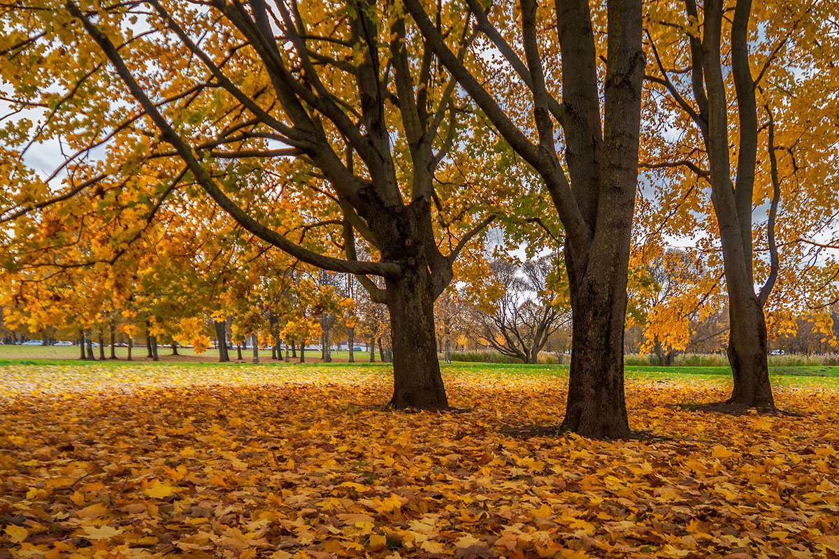 фото "Осенняя.." метки: пейзаж, природа, деревья, осень