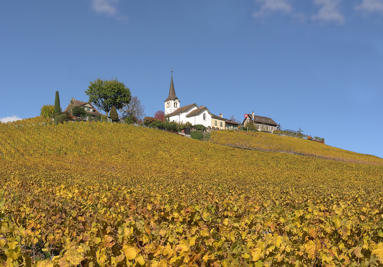 photo "Vineyard in autumn" tags: landscape, 