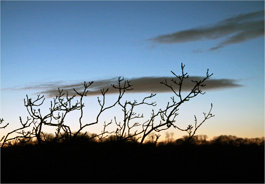 photo "***" tags: nature, sunset, дерева