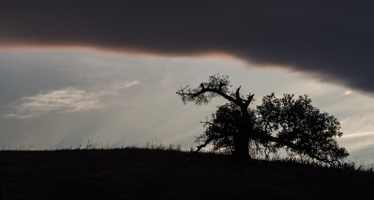 photo "ПЕЧАЛЬ" tags: landscape, evening, дуб, облако