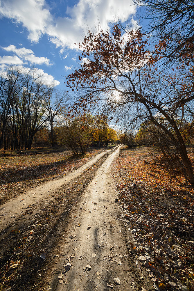 фото "Осенняя дорога" метки: пейзаж, природа, Россия