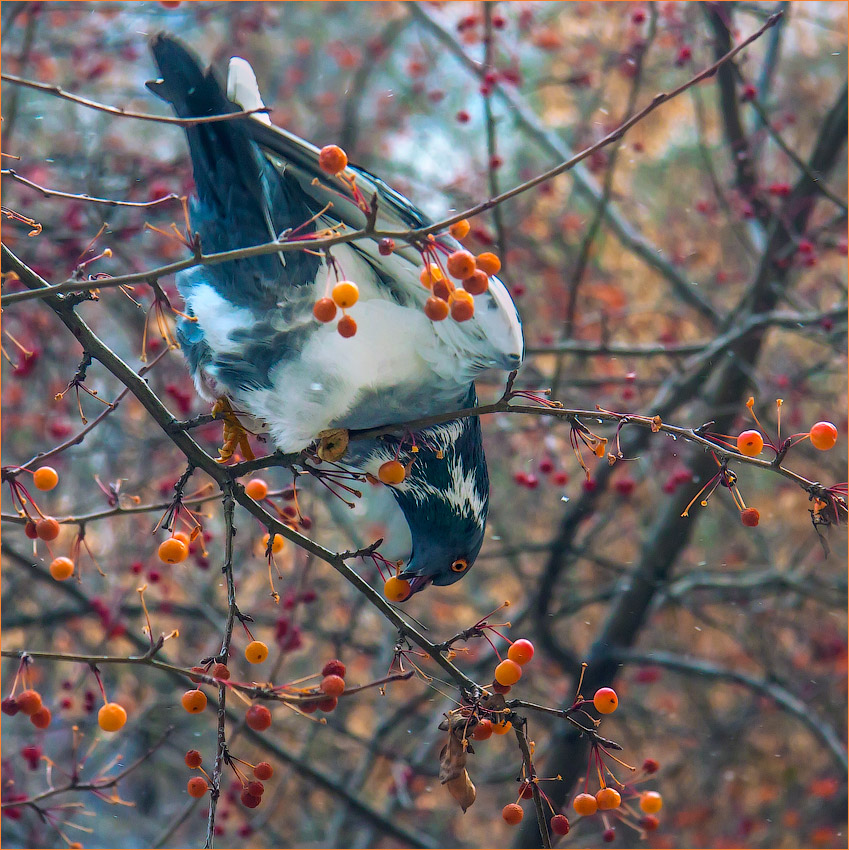 photo "tumbling" tags: nature, акробатика, голубь, яблочки