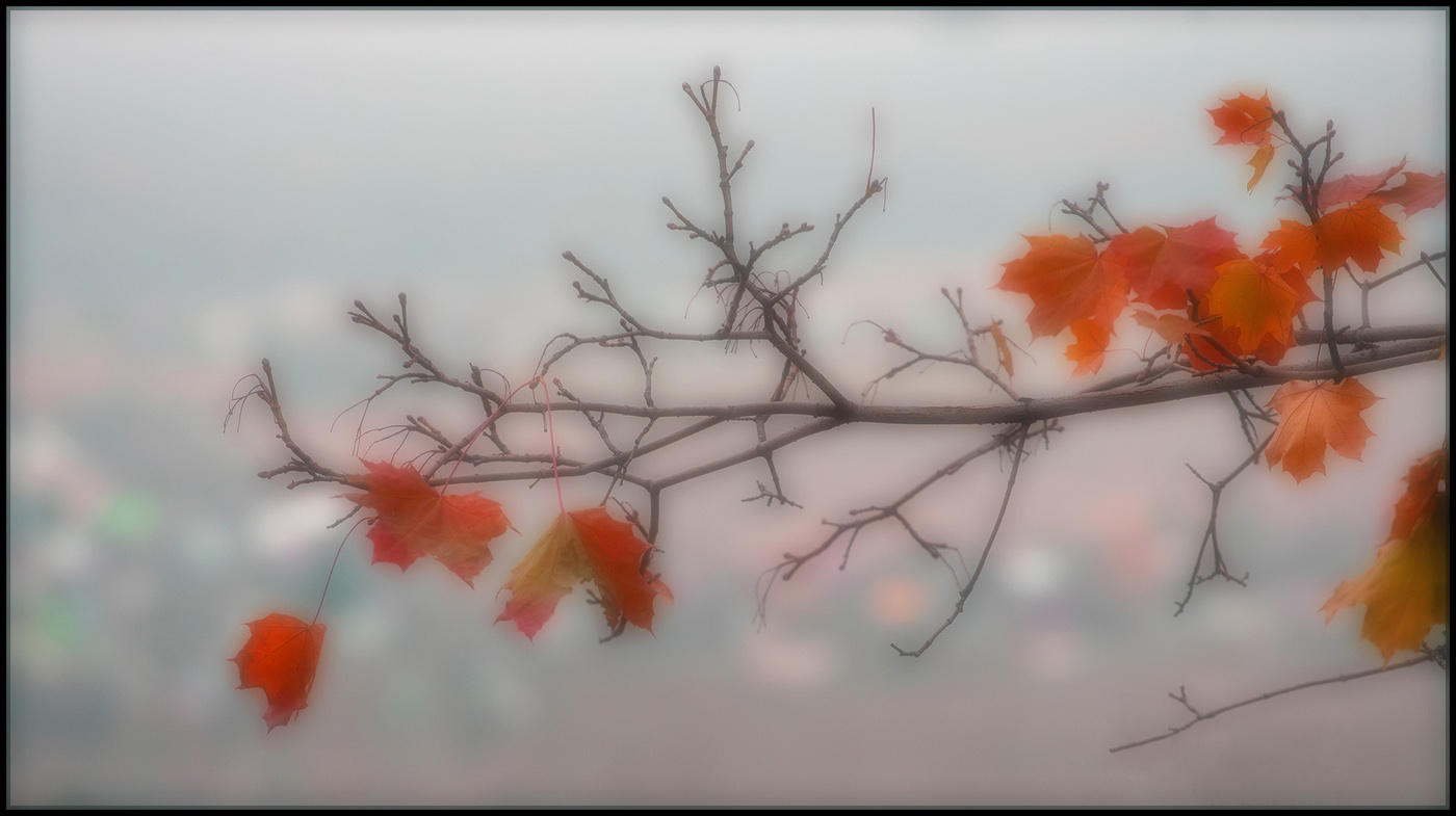 фото "Осенние зарисовки..." метки: природа, 