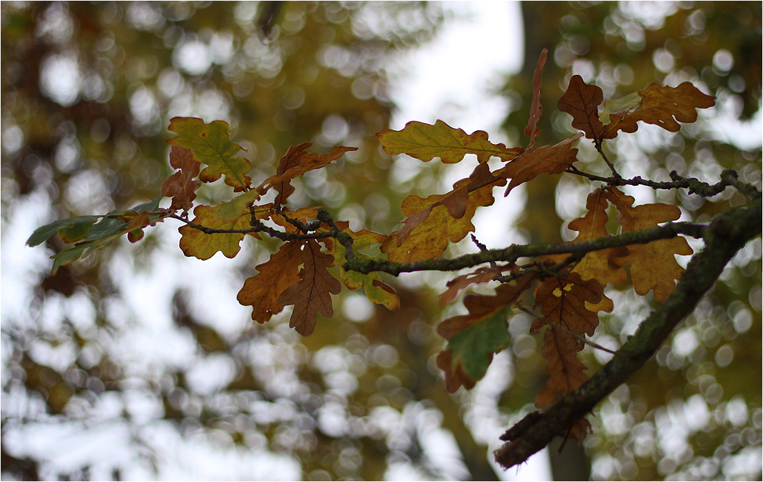 photo "***" tags: nature, macro and close-up, autumn, дерева