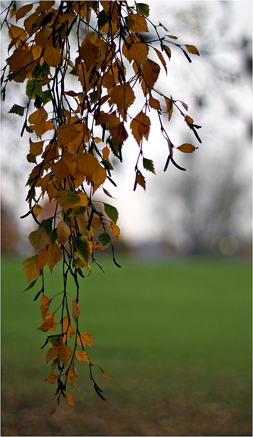 photo "***" tags: nature, autumn, дерева