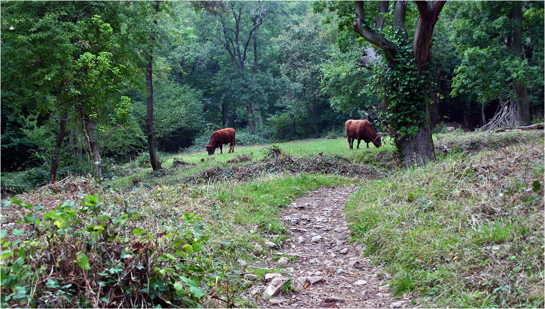 фото "Лес красных коров" метки: природа, коровы, лес, лето