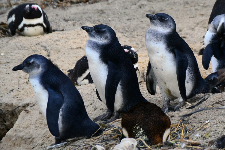 photo "Boulders Beach, Simon's Town" tags: nature, travel, Africa, water, wild animals, winter