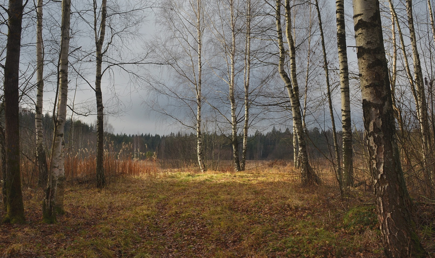 photo "***" tags: landscape, nature, autumn, morning, ноябрь, прогноз погоды