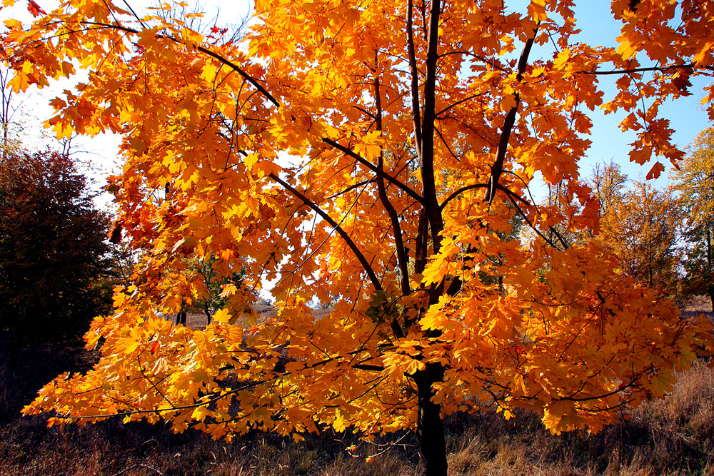 фото "Autumn Tree" метки: пейзаж, 