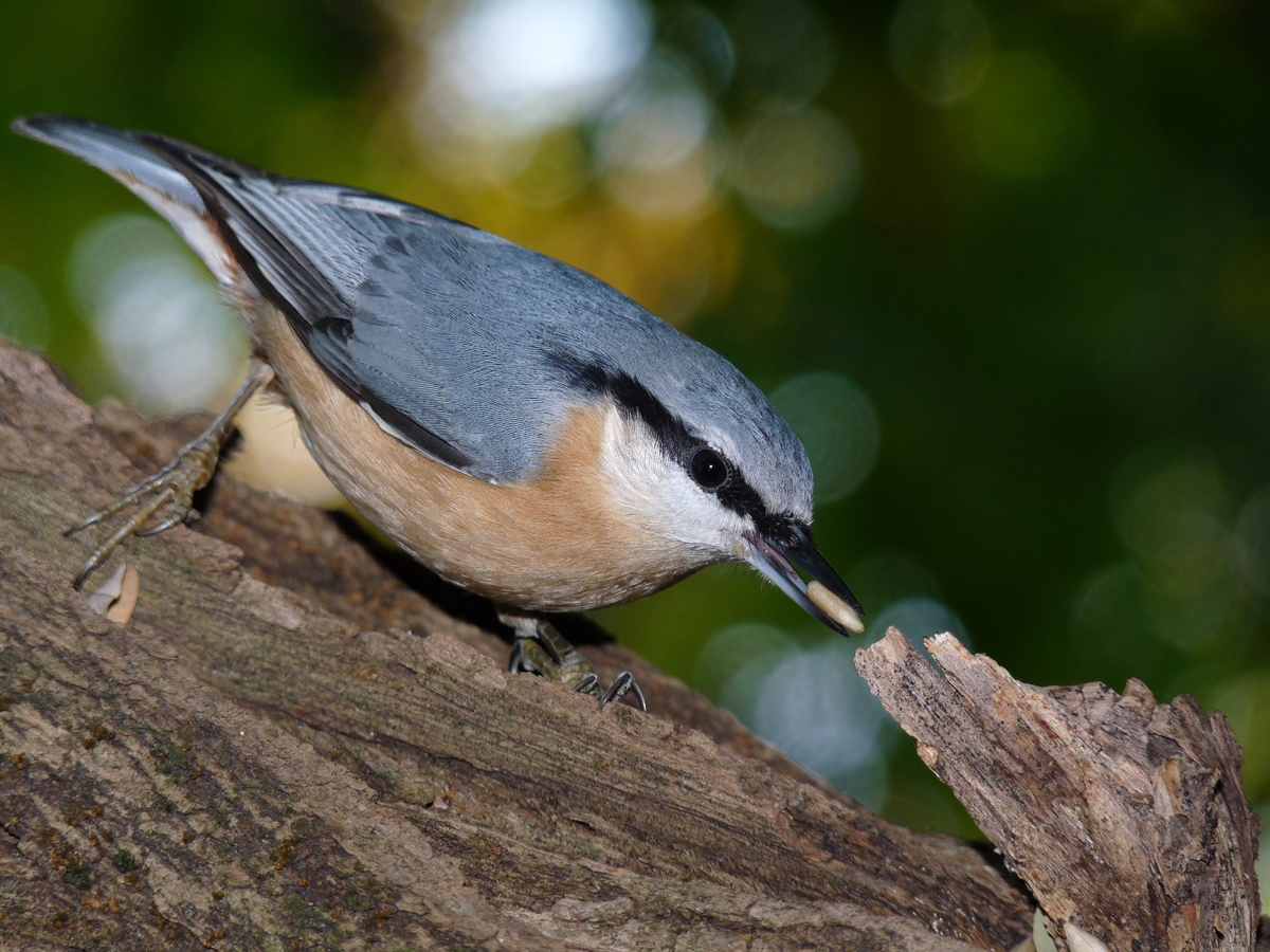 photo "***" tags: macro and close-up, wild animals