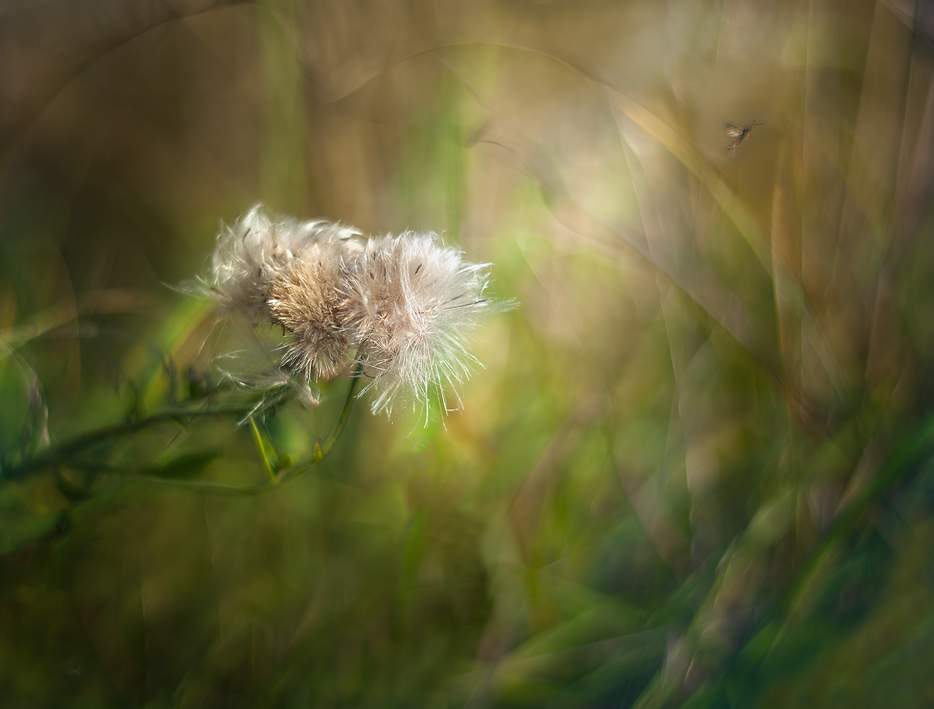 photo "***" tags: nature, macro and close-up, 