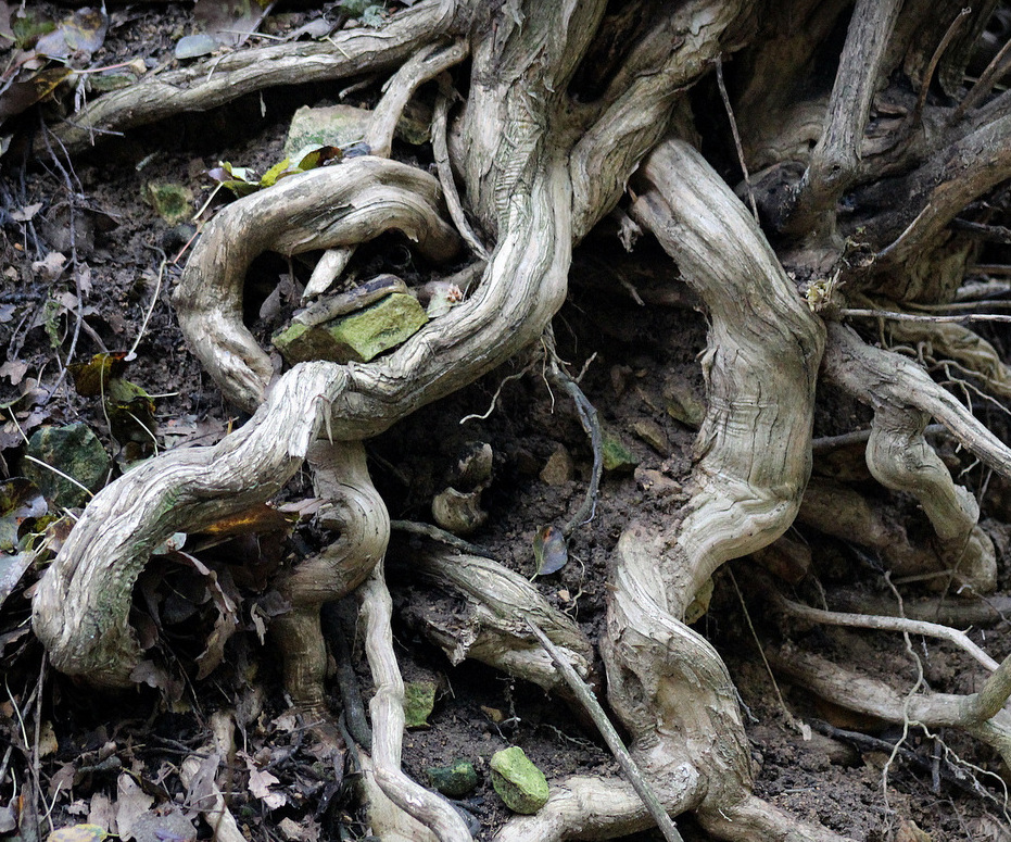 photo "***" tags: nature, 