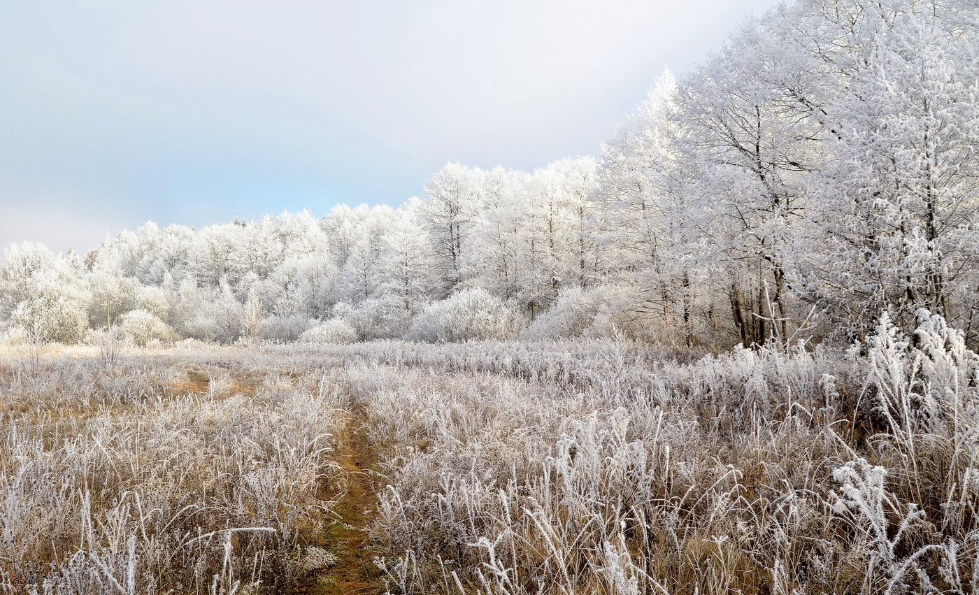 photo "***" tags: landscape, nature, field, forest, hoarfrost, winter, холод