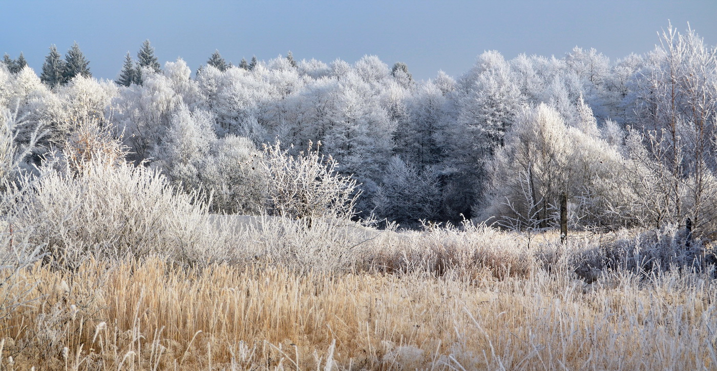 photo "***" tags: , field, forest, hoarfrost, winter, холод