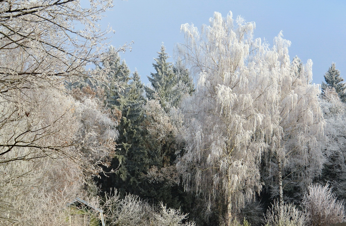 photo "***" tags: landscape, nature, field, forest, hoarfrost, winter, холод