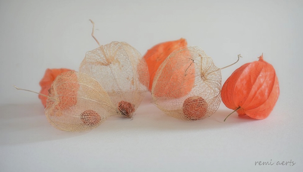 photo "***" tags: still life, fragment, macro and close-up, 
